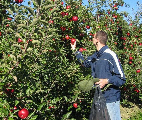 Apple Hill Apples Camino Ca | Pick Apples El Dorado County