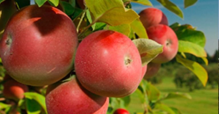 Apple Hill Growers