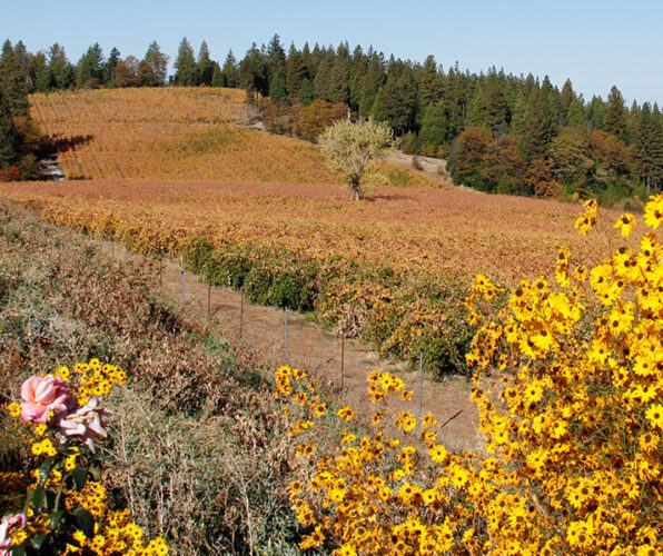 Flower Fields Camino | Wine Tasting El Dorado County