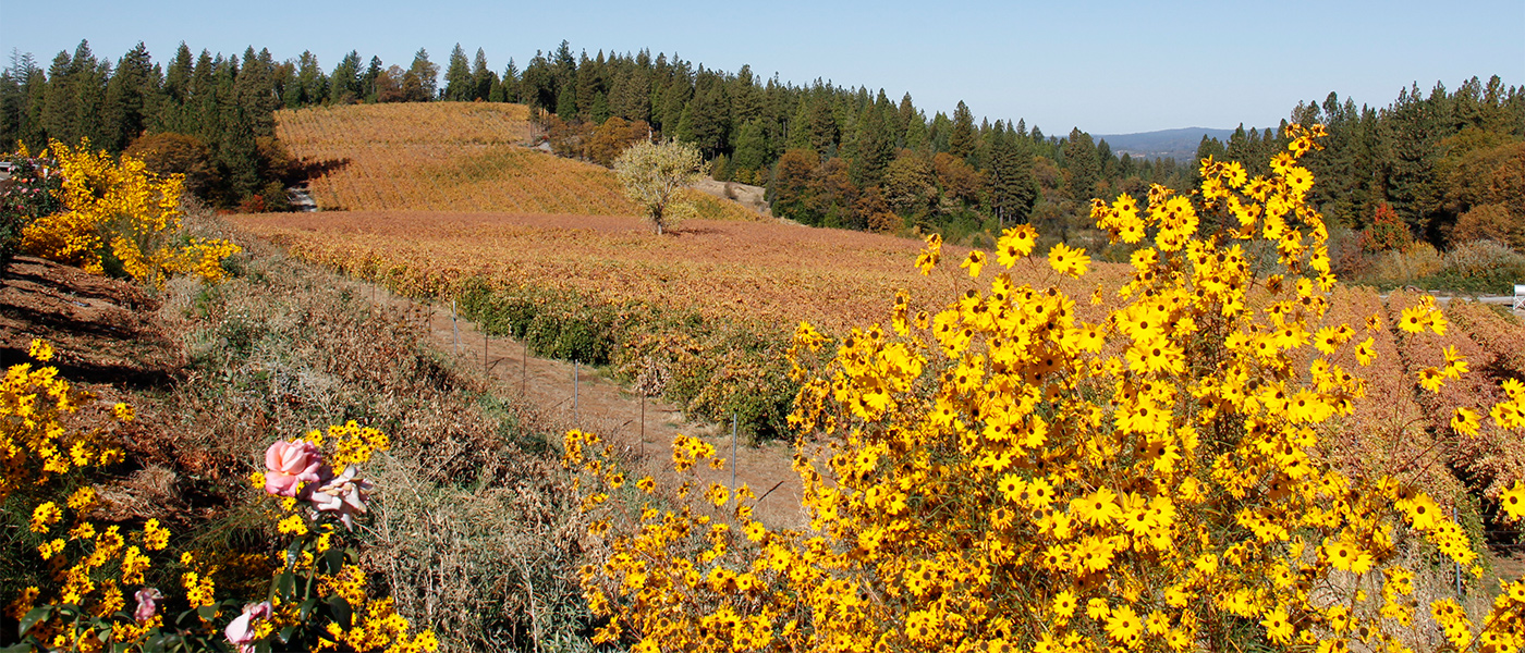 Flower Fields Camino | Wine Tasting in El Dorado County